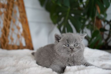 Britisch Kurzhaar BKH Kitten Katzen Blue Blau