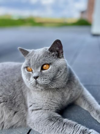 Britisch Kurzhaar BKH Kitten Katzen Blue Blau