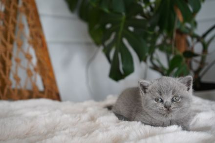 Britisch Kurzhaar BKH Kitten Katzen Blue Blau