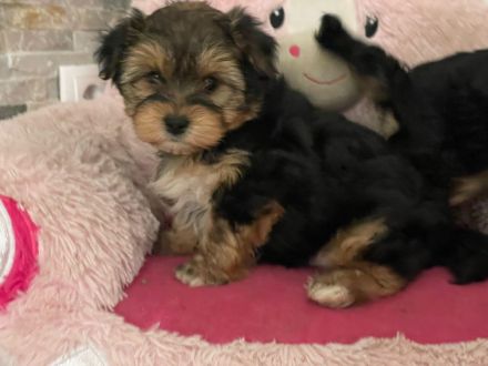 Süße Mini Yorkshire Terrier Welpen