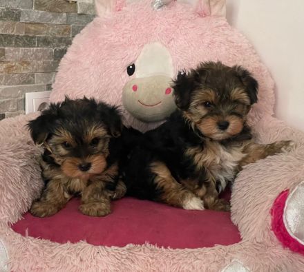 Süße Mini Yorkshire Terrier Welpen