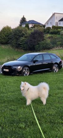 ERFAHRENER DECKRÜDE SAMOJEDE