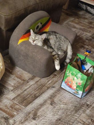 Kater Gino Norwegische Waldkatze Mix sucht ein neues Zuhause