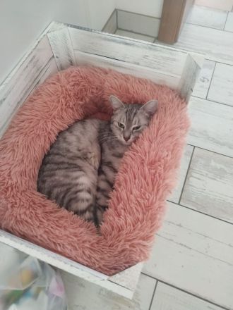 Kater Gino Norwegische Waldkatze Mix sucht ein neues Zuhause