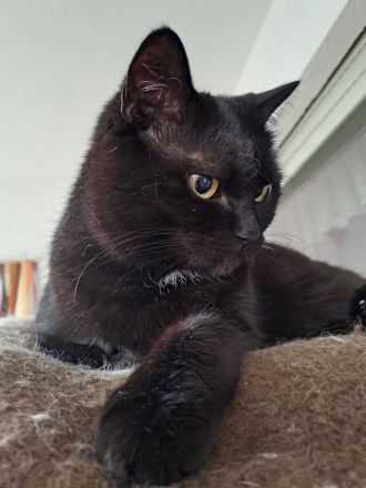 Katze Maja abzugeben