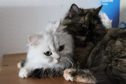Perserkatzen weiblich sterilisiert