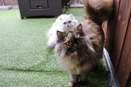 Perserkatzen weiblich sterilisiert