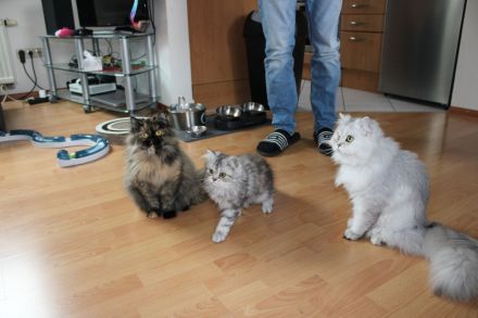 Perserkatzen weiblich sterilisiert
