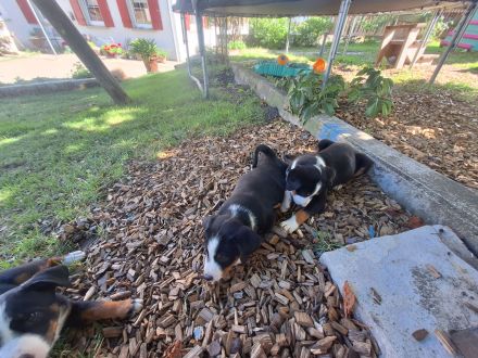 Appenzeller Sennhund Welpen