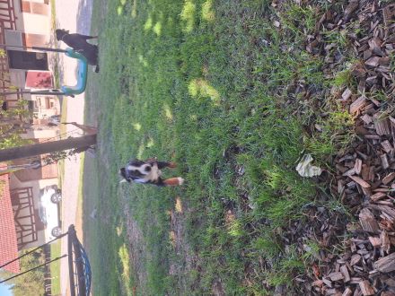 Appenzeller Sennhund Welpen