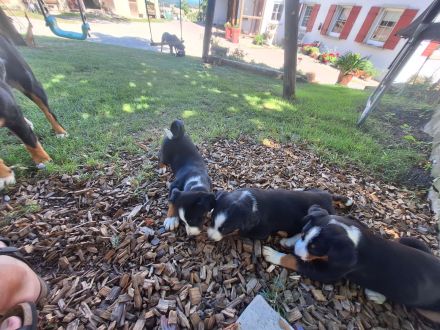 Appenzeller Sennhund Welpen