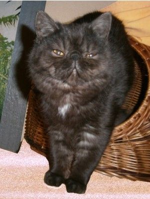Kater Juwel