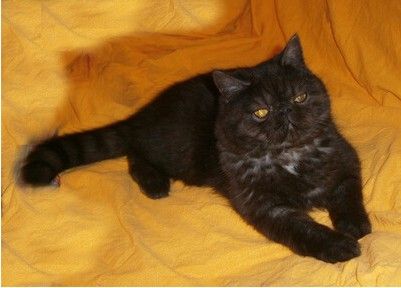 Kater Juwel
