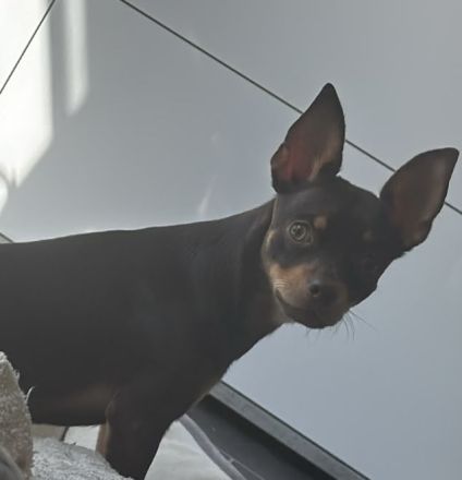 Zwergpinscher Mix Rüde jung