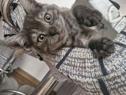 Britisch Kurzhaar bkh kitten