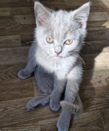 Abholbereit Britisch Kurzhaar bkh kitten