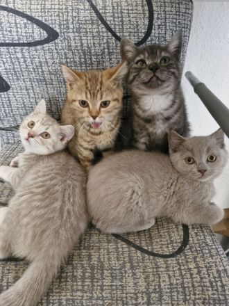 Abholbereit Britisch Kurzhaar bkh 3 kitten frei