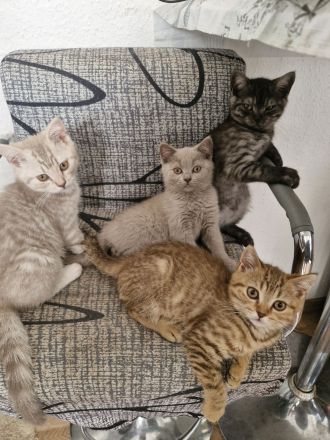 Abholbereit Britisch Kurzhaar bkh 3 kitten frei