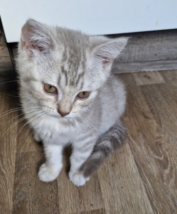 Abholbereit Britisch Kurzhaar bkh kitten