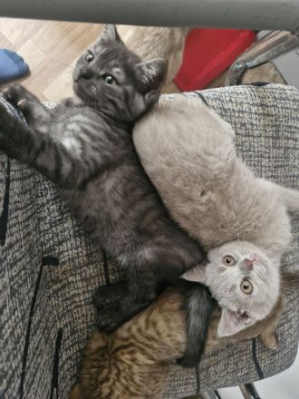 Britisch Kurzhaar bkh kitten