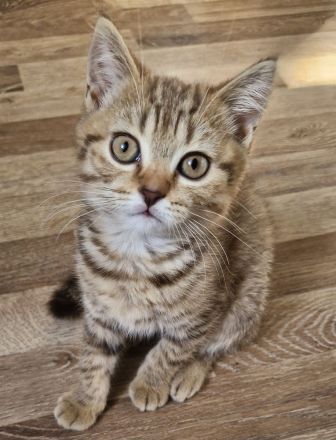 Abholbereit Britisch Kurzhaar bkh kitten