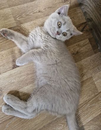 Abholbereit Britisch Kurzhaar bkh kitten