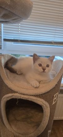 Wunderschöne BKH Siam Mix Kitten (Golden Shell Point x Blue Point) suchen ein Zuhause