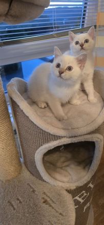Wunderschöne BKH Siam Mix Kitten (Golden Shell Point x Blue Point) suchen ein Zuhause