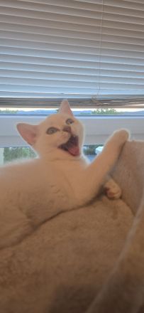 Wunderschöne BKH Siam Mix Kitten (Golden Shell Point x Blue Point) suchen ein Zuhause