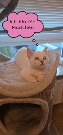 Wunderschöne BKH Siam Mix Kitten (Golden Shell Point x Blue Point) suchen ein Zuhause