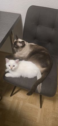 Wunderschöne BKH Siam Mix Kitten (Golden Shell Point x Blue Point) suchen ein Zuhause