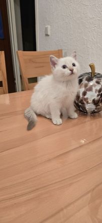 Wunderschöne BKH Siam Mix Kitten (Golden Shell Point x Blue Point) suchen ein Zuhause