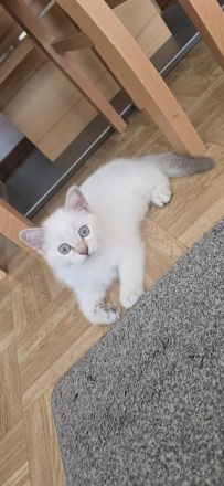 Wunderschöne BKH Siam Mix Kitten (Golden Shell Point x Blue Point) suchen ein Zuhause