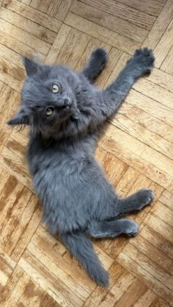 Britisch Langhaar Kater , sehr Menschenbezogen