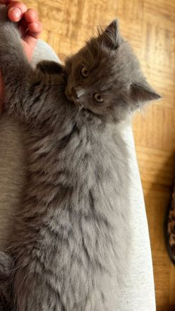 Britisch Langhaar Kater , sehr Menschenbezogen