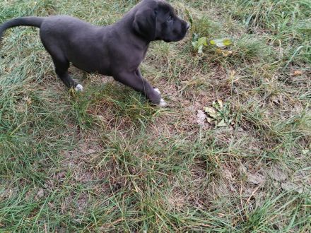 Deutsche Dogge Welpen