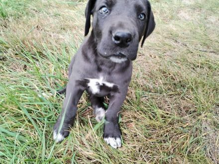 Deutsche Dogge Welpen