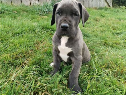 Deutsche Dogge Welpen
