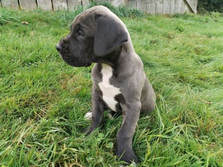 Deutsche Dogge Welpen