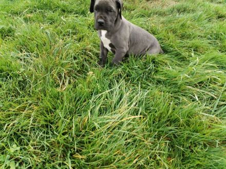 Deutsche Dogge Welpen