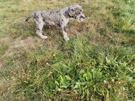 Deutsche Dogge Welpen