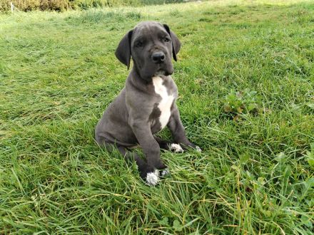 Deutsche Dogge Welpen