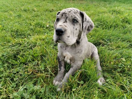 Deutsche Dogge Welpen