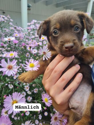 Jack Russell black und tan