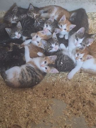 Bauernhofkitten zu verkaufen