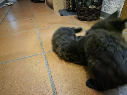 Reinrassige Maine Coon Kitten 5 grau schwarze Mädchen