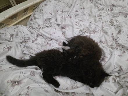 Reinrassige Maine Coon Kitten 5 grau schwarze Mädchen