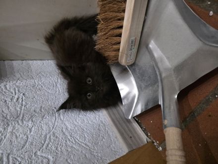 Reinrassige Maine Coon Kitten 5 grau schwarze Mädchen