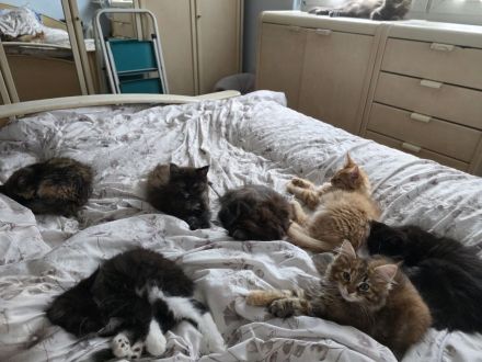Reinrassige Maine Coon Kitten 5 Mädchen schwarz, smoke mit braunen Flecken