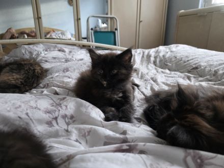 Reinrassige Maine Coon Kitten 5 Mädchen schwarz, smoke mit braunen Flecken